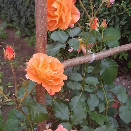 Privat Nika 3* Závažná Poruba